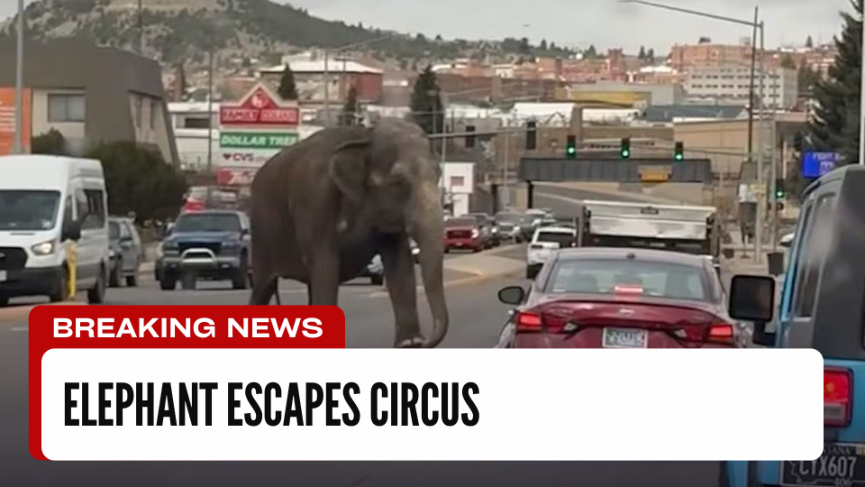 Elephant Escapes Circus Wanders Streets of Montana